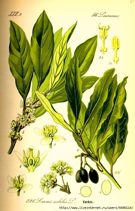 Laurus nobilis (449x700, 198Kb)