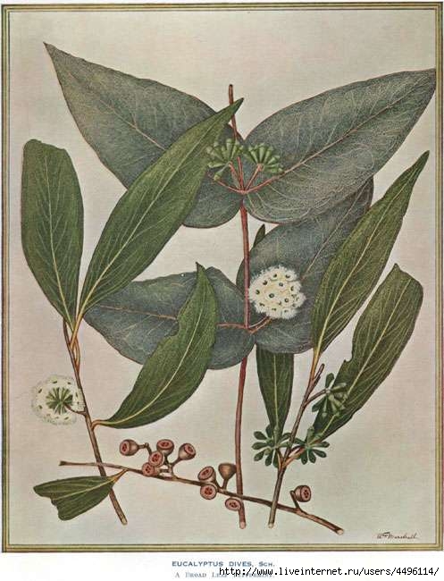 eucalyptus-dives-marshall-w-1920 (497x650, 159Kb)