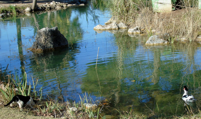 DSC06360 (700x416, 435Kb)