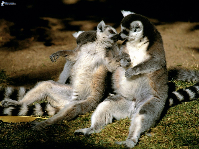 i-lemuri,-amore-175563 (700x525, 407Kb)