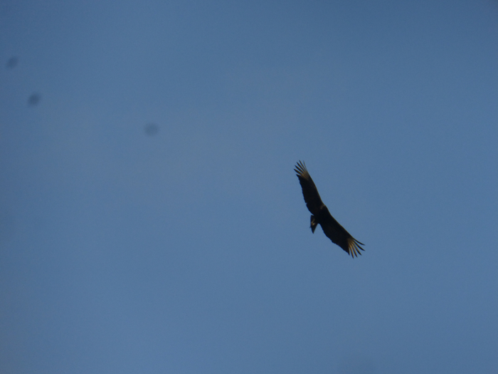 P1350279 (700x525, 207Kb)