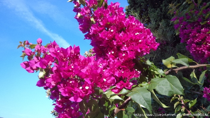 DSC01745 (700x393, 248Kb)