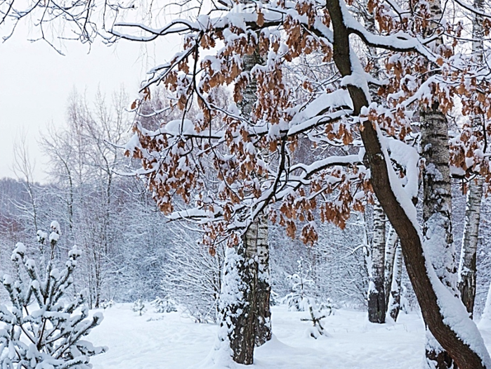 загружено (1)wint (700x525, 927Kb)