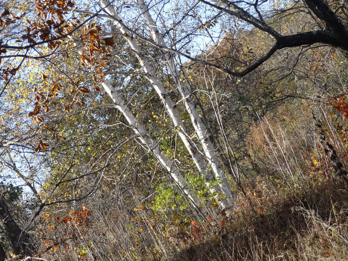 DSC00102 (700x525, 684Kb)