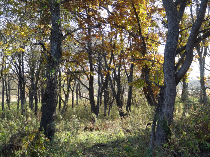 DSC00105 (700x525, 641Kb)