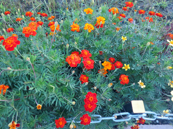 IMG_4929 (700x525, 638Kb)