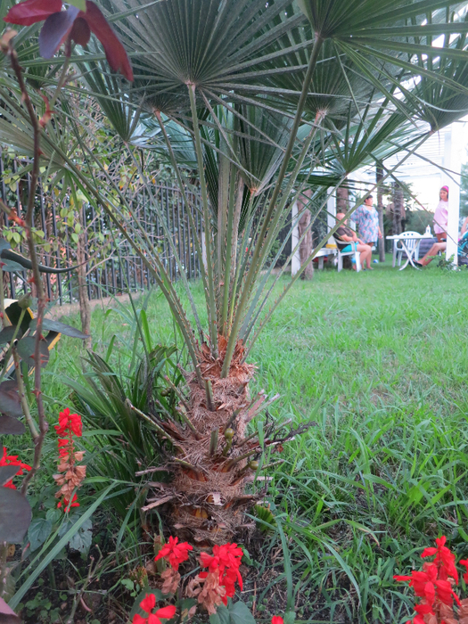 IMG_4913 (525x700, 590Kb)