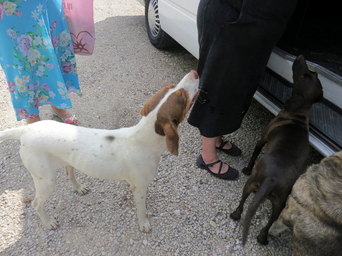 IMG_4945 (700x525, 447Kb)