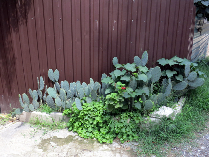 IMG_5142 (700x525, 479Kb)