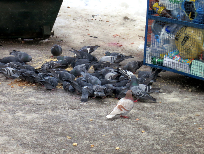 IMG_5955 (700x526, 500Kb)