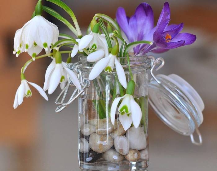 snowdrop-679984_1280-e1456917923645-1024x809 (700x553, 44Kb)