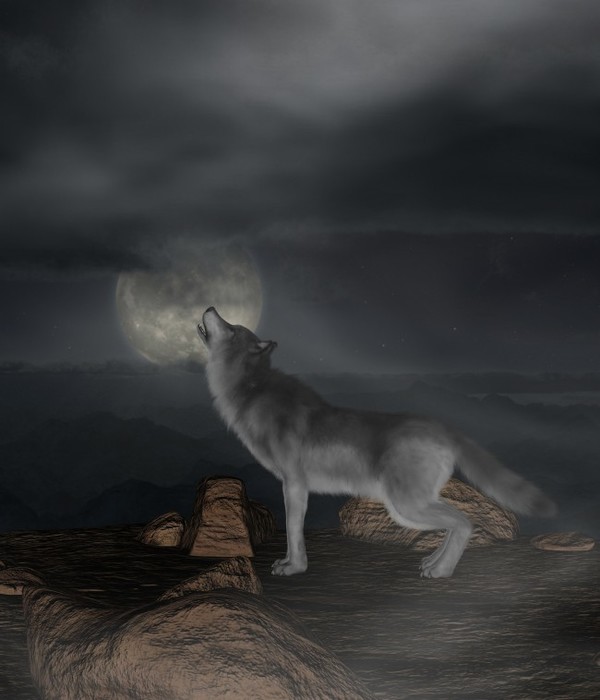 6098670_foto5_Volk_i_lyna (600x700, 51Kb)