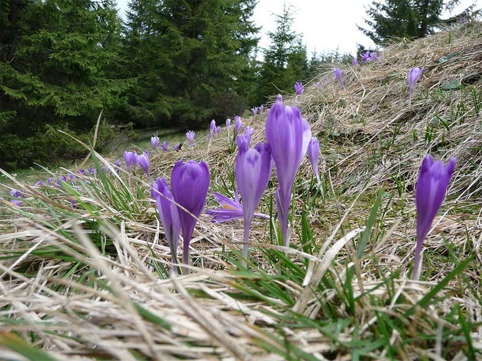 crocusescarpathians (700x525, 167Kb)