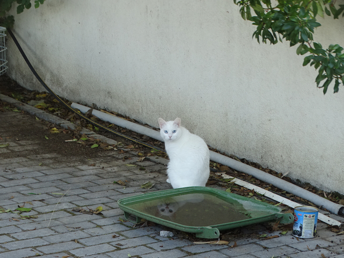 DSC08203 (700x525, 435Kb)