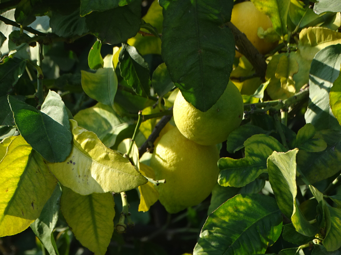 DSC08209 (700x525, 452Kb)