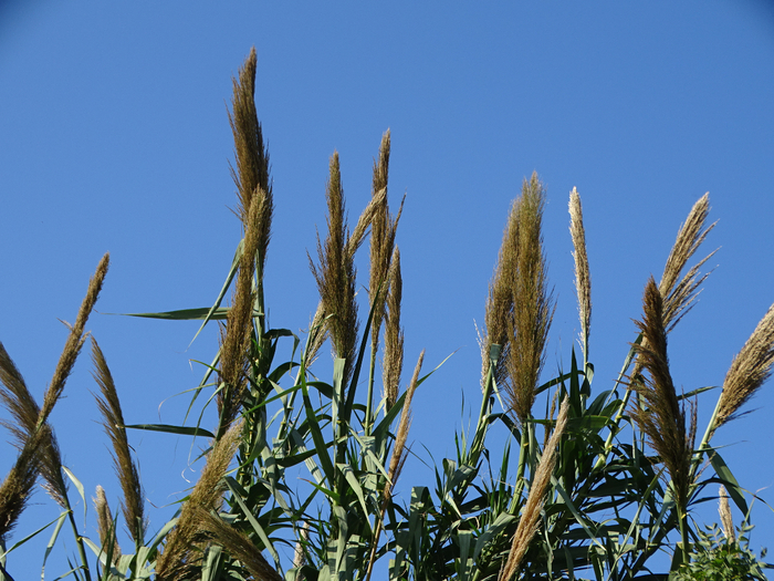 DSC08252 (700x525, 492Kb)