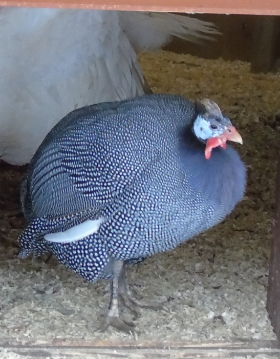 DSC07387 (547x700, 367Kb)