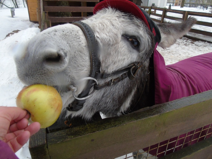 DSC07484 (700x525, 329Kb)