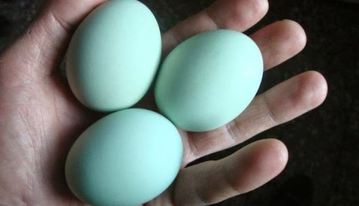 araucana_eggs_fig1_703 (700x403, 138Kb)