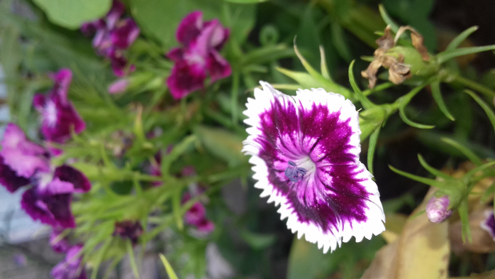 20180915_171739 (700x393, 274Kb)