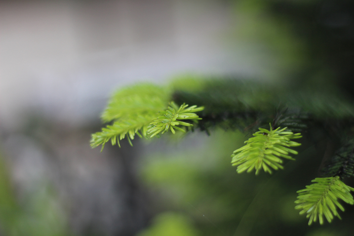 IMG_9462 (700x466, 272Kb)