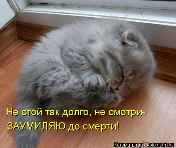 4743317_kotomatritsa_9 (600x505, 48Kb)