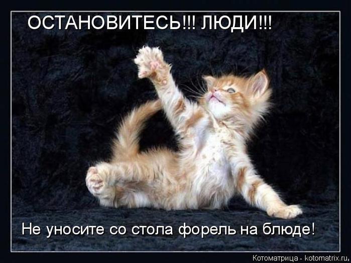 4743317_kotomatritsa_NX (700x523, 54Kb)