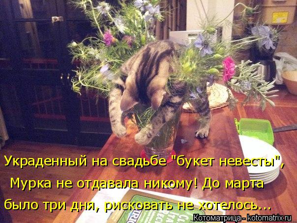 4743317_kotomatritsa_K (604x453, 73Kb)