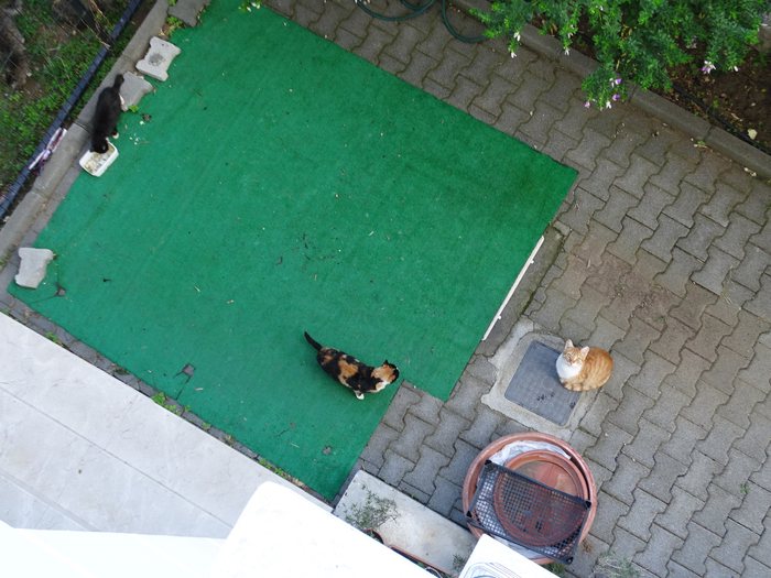 DSC08330 (700x525, 471Kb)