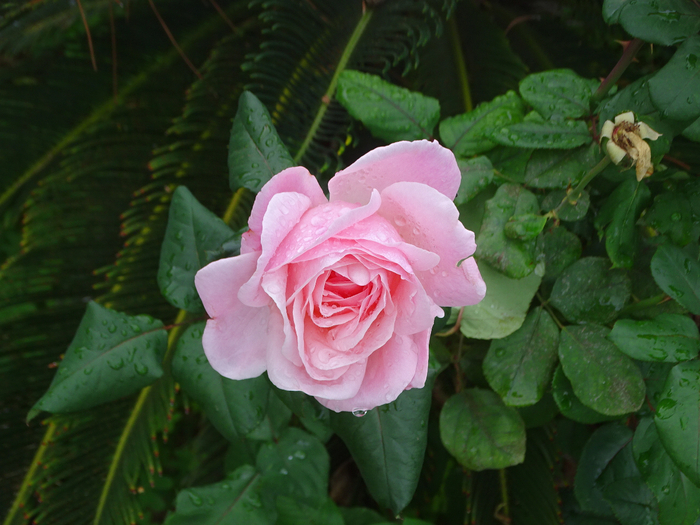 DSC08456 (700x525, 420Kb)