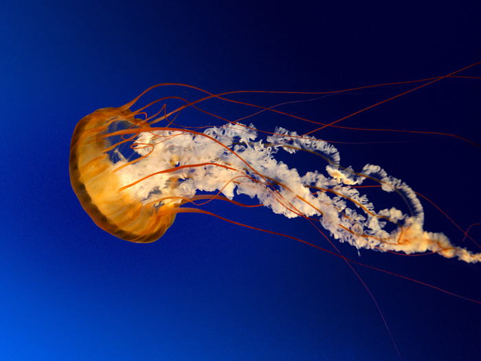 6313355_Jellyfish (700x525, 366Kb)