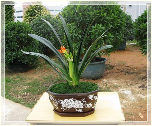 clivia5 (508x420, 273Kb)