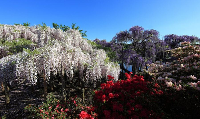 Wisteria_1 (700x417, 333Kb)