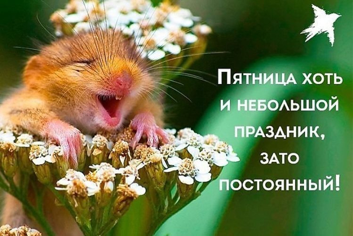 Доброе утро с пятницей картинки с надписями смешные, картинки елочки снежинки