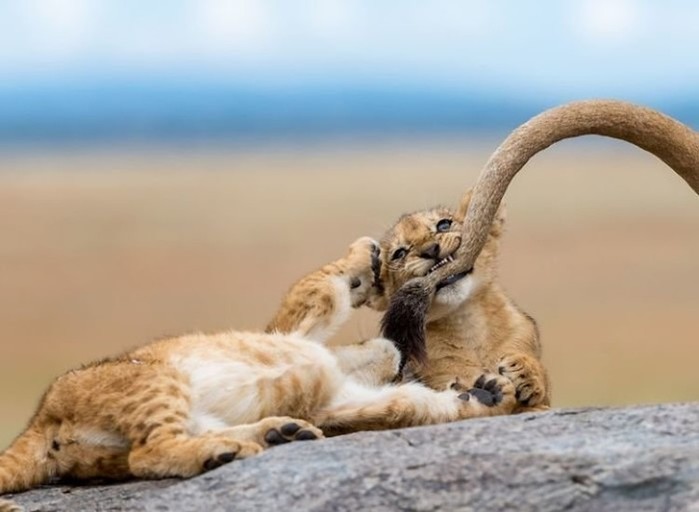 Лучшие фото животных по версии National Geographic
