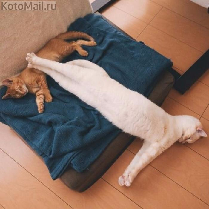 Включи видео cat nap. Спящие коты. Смешные позы кошек. Кот развалился на кровати. Потягушки собаки.