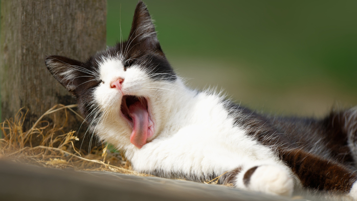2018Animals___Cats_A_black_white_yawning_cat_lies_on_the_ground_127644_ (700x393, 231Kb)