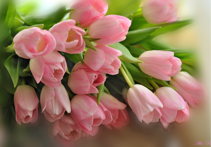 52035051_c4d965a22a983e71dc2fddc79a60ad99_800 (700x489, 408Kb)