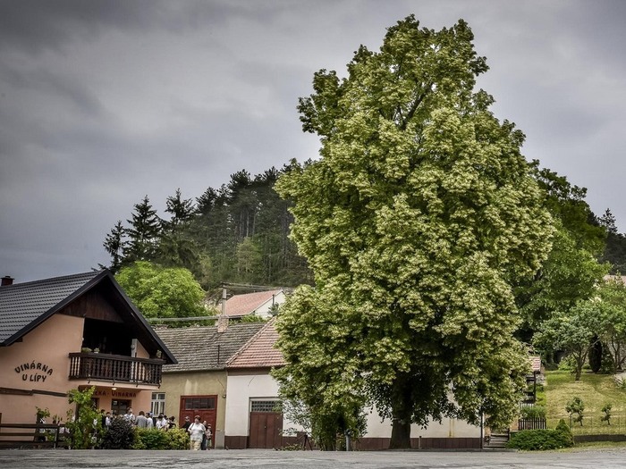 5685413_europeantreeoftheyear4 (700x525, 141Kb)