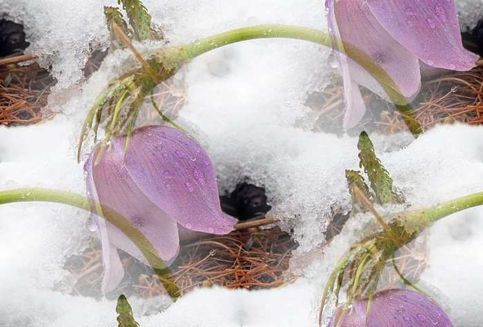p_spring006 (700x474, 172Kb)