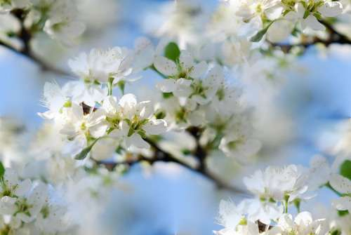 p_spring008 (500x335, 99Kb)