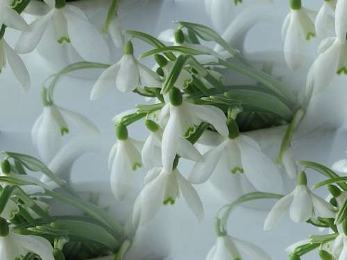 p_spring010 (500x375, 82Kb)