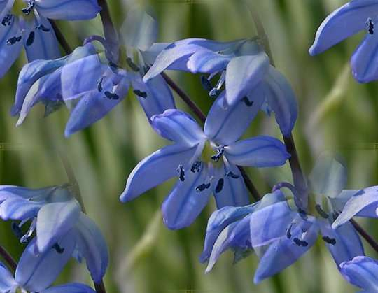 p_spring012 (540x419, 135Kb)
