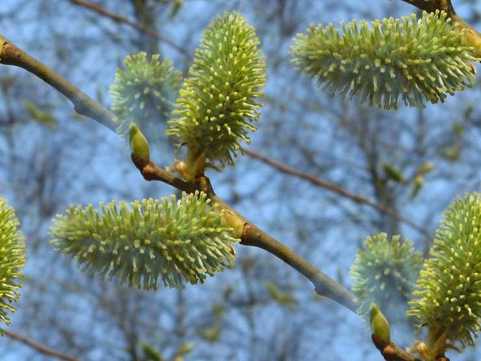 p_spring015 (700x525, 383Kb)