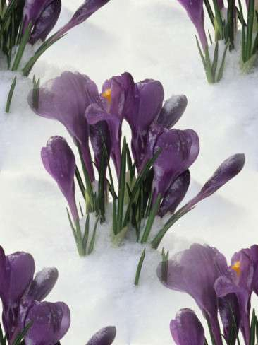 p_spring019 (366x488, 90Kb)