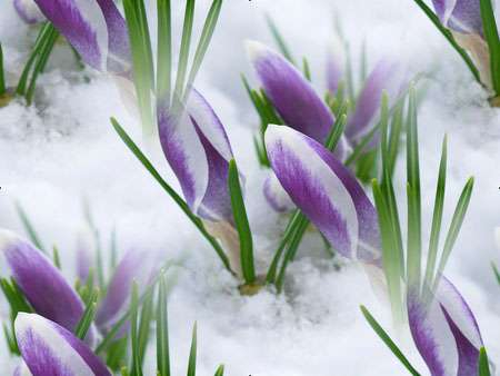 p_spring023 (450x338, 95Kb)