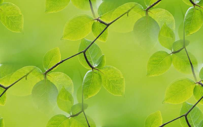 p_spring025 (700x437, 219Kb)