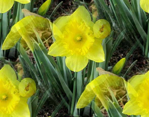 p_spring027 (588x463, 188Kb)