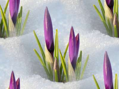 p_spring029 (400x300, 70Kb)