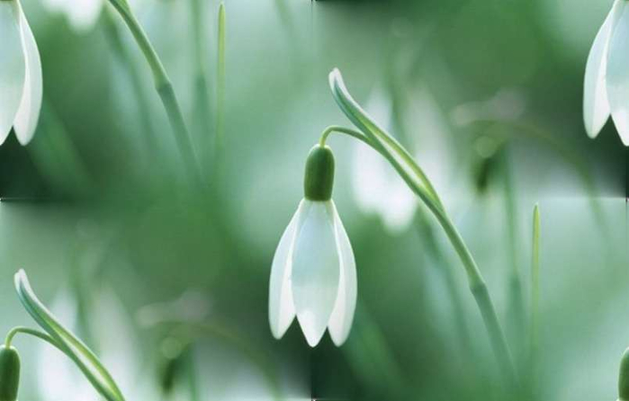 p_spring031 (700x446, 169Kb)
